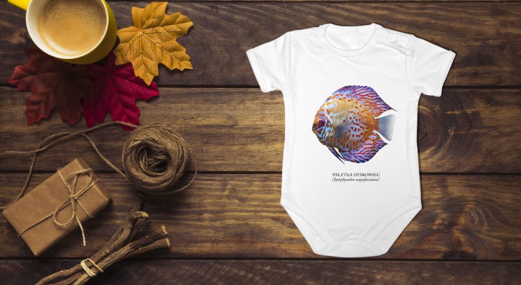 Paletka dyskowiec /Symphysodon discus/ - Ryba - Prezent dla akwarysty – Prezent dla akwarystki - Akwarystyka - Body - Bodziak