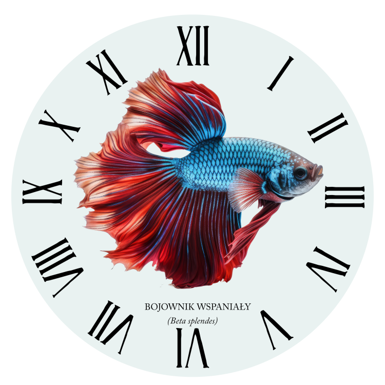 Bojownik wspaniały /Betta splendens/ - Ryba – Prezent dla akwarysty - Prezent dla akwarystki - Akwarystyka - Zegar
