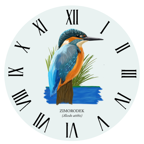 Zimorodek zwyczajny - Alcedo atthis – Zimorodek - prezent dla ornitologa - Zegar