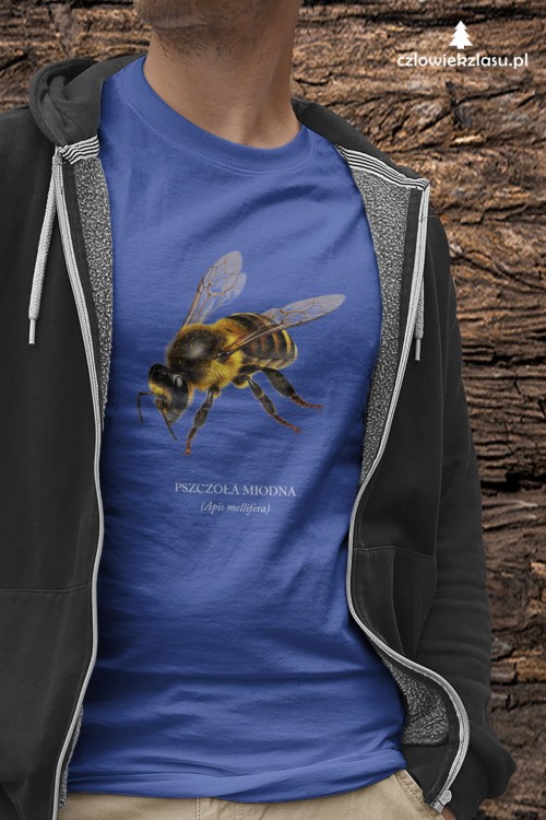 Pszczoła miodna - Apis mellifera - Pszczoła - prezent dla entomologa – Prezent dla pszczelarza – Koszulka z pszczołą – Koszulka