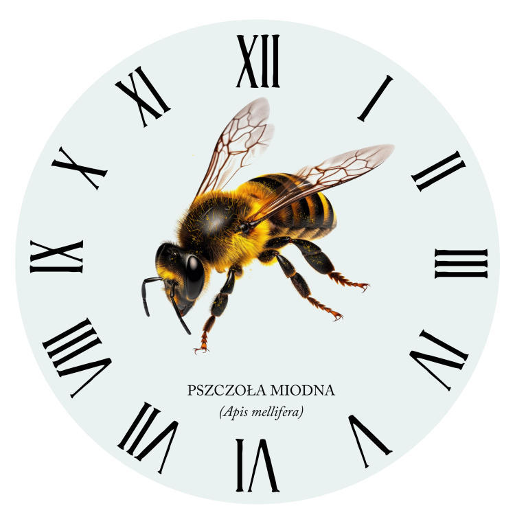 Pszczoła miodna - Apis mellifera - Pszczoła - prezent dla entomologa - Prezent dla pszczelarza - Zegar z pszczołą - Zegar