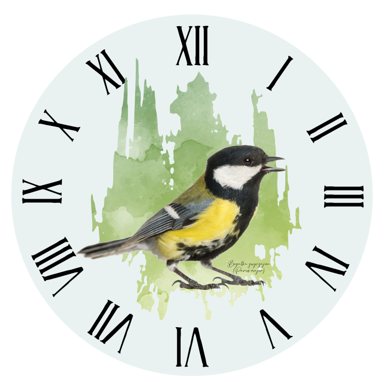 Sikorka Bogatka - Bogatka zwyczajna - Parus major - prezent dla ornitologa - Zegar