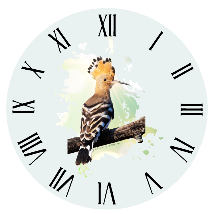 Dudek - Dudek zwyczajny - Upupa epops - prezent dla Ornitologa - Zegar
