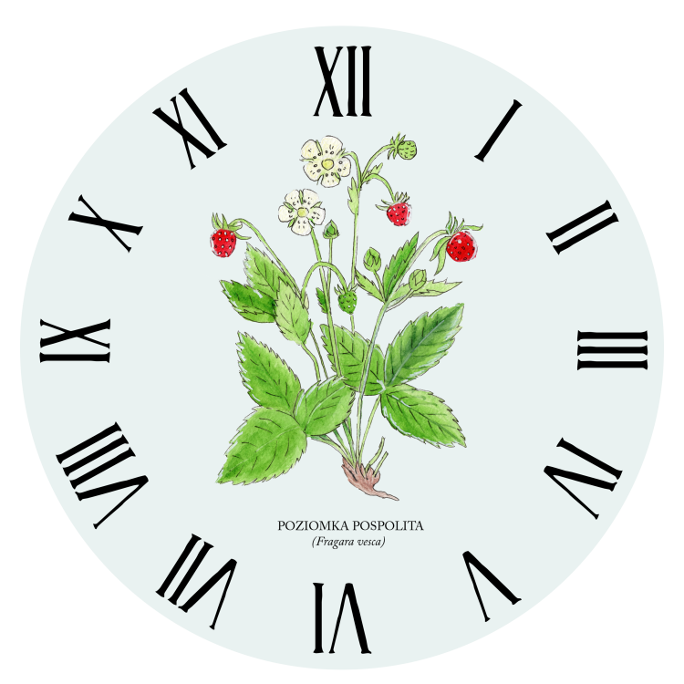 Poziomka pospolita - Fragaria vesca – prezent dla botanika, prezent dla florysty, miłośnika roślin - Zegar