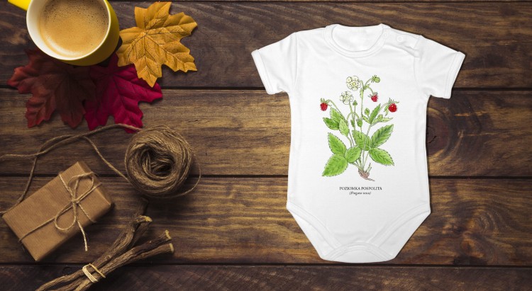 Poziomka pospolita - Fragaria vesca – prezent dla botanika, prezent dla florysty, miłośnika roślin - Body - Bodziak