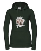 Wyżeł weimarski krótkowłosy - Pies - Wyżeł - Bluza