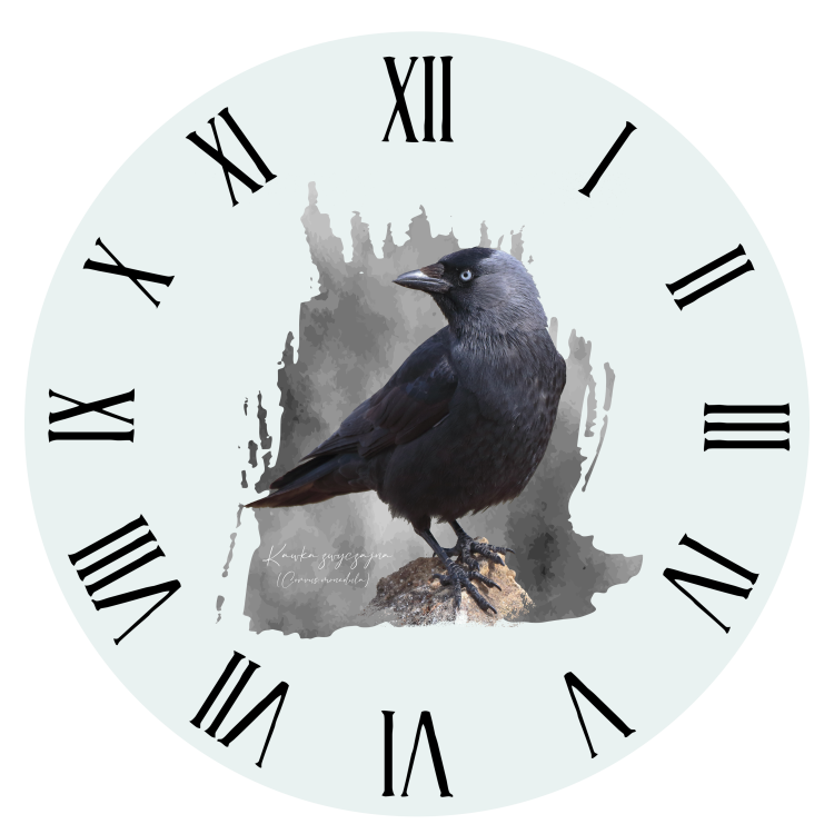 Kawka - Corvus monedula - Kawka zwyczajna - prezent dla ornitologa - Zegar