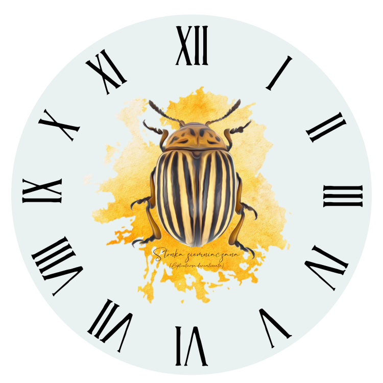 Stonka ziemniaczana - Leptinotarsa decemlineata - Prezent dla entomologa - Prezent dla przyrodnika - Zegar