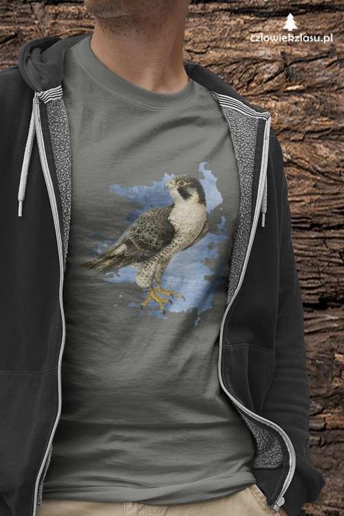 Sokół wędrowny - Falco peregrinus - Prezent dla ornitologa - Prezent dla przyrodnika - Koszulka