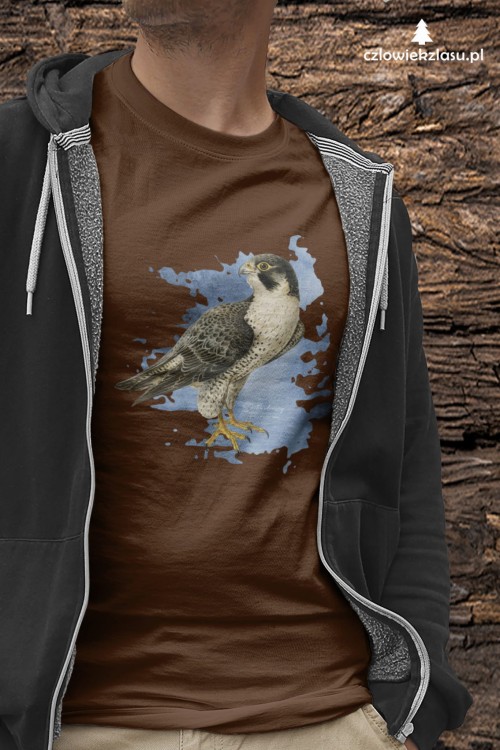 Sokół wędrowny - Falco peregrinus - Prezent dla ornitologa - Prezent dla przyrodnika - Koszulka