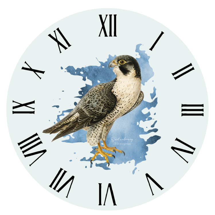 Sokół wędrowny - Falco peregrinus - Prezent dla ornitologa - Prezent dla sokolnika - Zegar