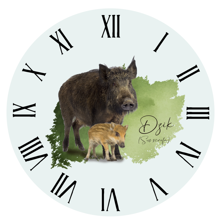 Dzik - Sus scrofa - Prezent dla przyrodnika - Prezent dla zoologa - Zegar