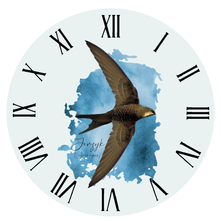 Jerzyk zwyczajny - Apus apus - Jerzyk ptak - Prezent dla ornitologa - Prezent dla przyrodnika - Zegar