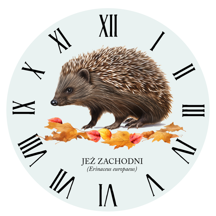 Jeż zachodni - Erinaceus europaeus - Jeż europejski - Jeż - Prezent dla przyrodnika - Prezent dla miłośnika jeży - Zegar