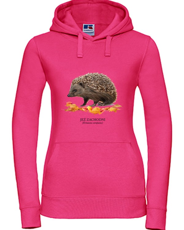 Jeż zachodni - Erinaceus europaeus - Jeż europejski - Jeż - Prezent dla przyrodnika - Prezent dla miłośnika jeży - Bluza