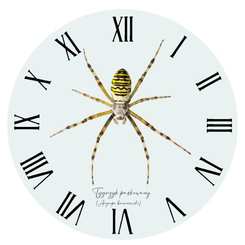 Szklany zegar z tygrzykiem paskowanym (Argiope bruennichi) - autorska grafika Pauliny Strejczek-Jaźwińskiej. Średnica 30 cm, białe metalowe wskazówki. Kolekcja Pająki, Człowiek z Lasu.