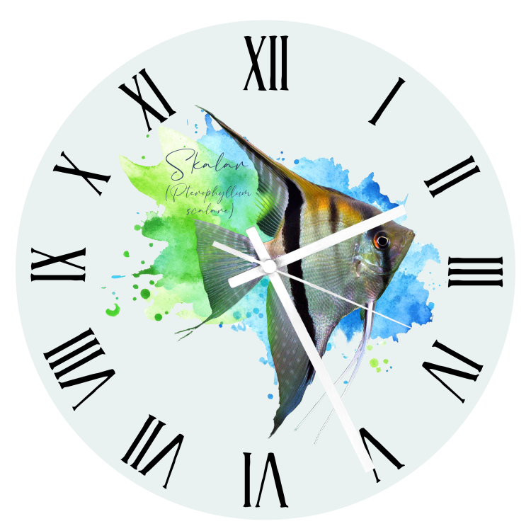 Skalar /Pterophyllum scalare/ - Zegar