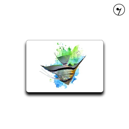 Skalar /Pterophyllum scalare/ - Magnes