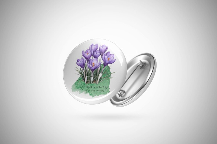 Krokus wiosenny /Crocus vernus/ – prezent dla botanika, prezent dla florysty, miłośnika roślin - Przypinka - Button