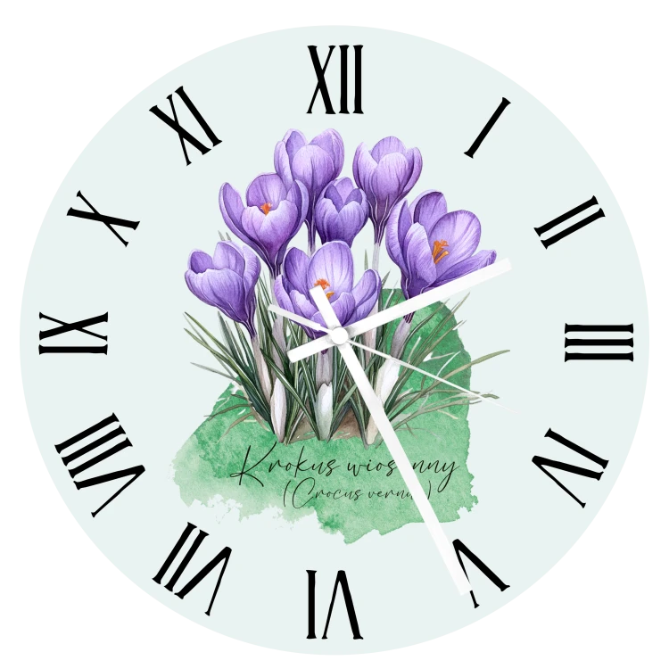 Krokus wiosenny /Crocus vernus/– prezent dla botanika, prezent dla florysty, miłośnika roślin - Zegar