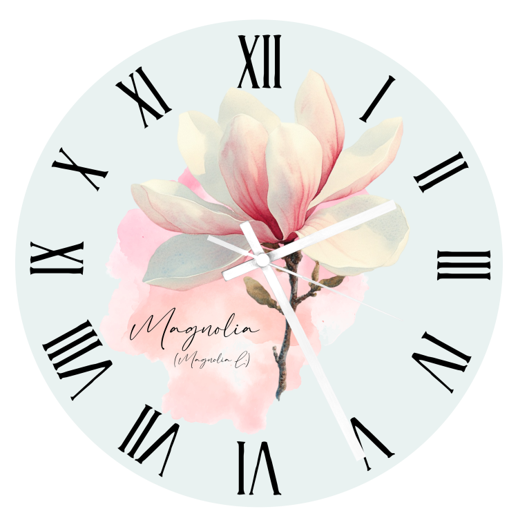 Magnolia pośrednia /Magnolia soulangeana/ – prezent dla botanika, prezent dla florysty, miłośnika roślin - Zegar