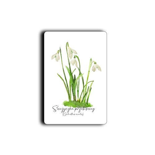 Śnieżyczka przebiśnieg /Galanthus nivalis L./ – prezent dla botanika, prezent dla florysty, miłośnika roślin - Magnes