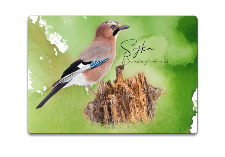 Sójka /Garrulus glandarius/ - prezent dla ornitologa - Podkładka pod myszkę