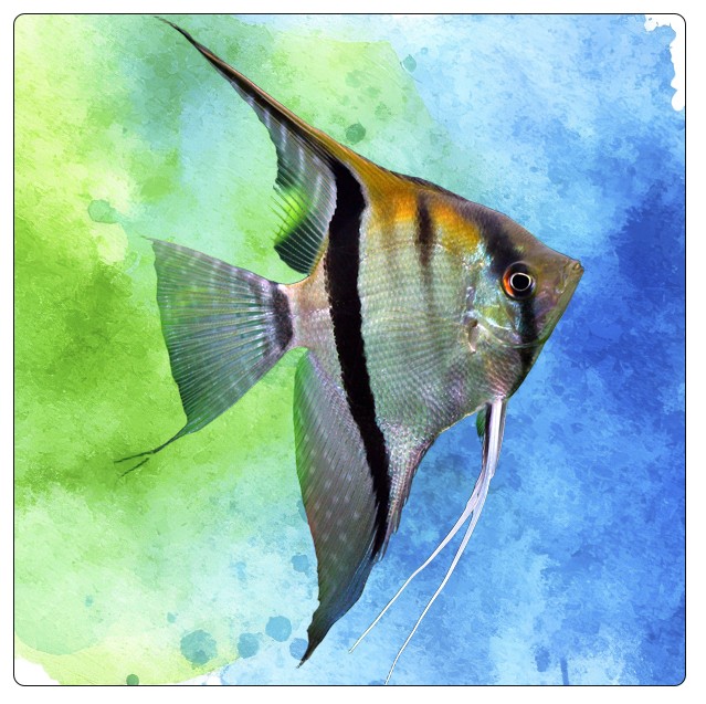 Skalar /Pterophyllum scalare/ - Prezent dla akwarysty - Podkładka pod kubek