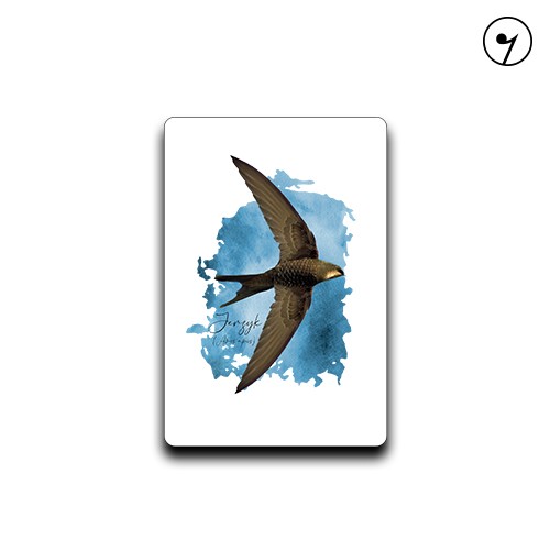 Jerzyk zwyczajny / Apus apus / - prezent dla Ornitologa - Magnes