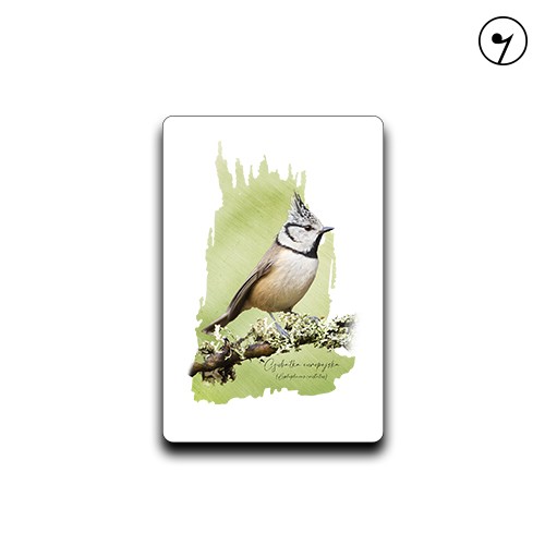 Czubatka europejska /Lophophanes cristatus/ - prezent dla Ornitologa - Magnes