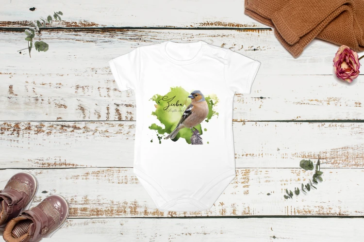 Zięba /Fringilla coelebs/ - Body - Bodziak