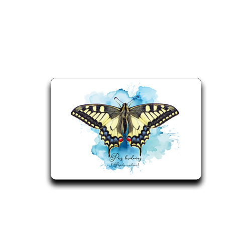 Paź królowej /Papilio machaon/ - prezent dla Lepidopterologa, prezent dla entomologa - Magnes