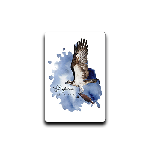 Rybołów /Pandion haliaetus/ - prezent dla Ornitologa - Magnes