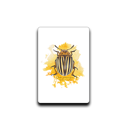 Stonka ziemniaczana /Leptinotarsa decemlineata/ - Magnes