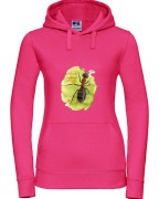 Mrówka rudnica - Formica rufa - Bluza z kapturem / Bluza bez kaptur