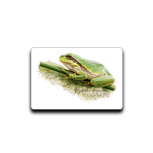 Rzekotka drzewna /Hyla arborea/ – prezent dla Herpetologa - Magnes