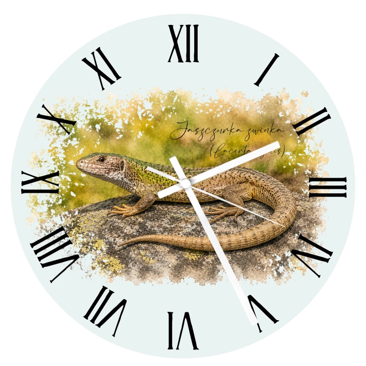 Jaszczurka zwinka/Lacerta agilis/- prezent dla herpetologa - zegar