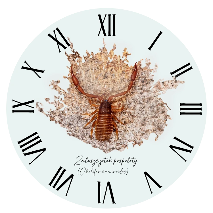 Zaleszczotek pospolity /Chelifer cancroides/ - prezent dla entomologa - Zegar