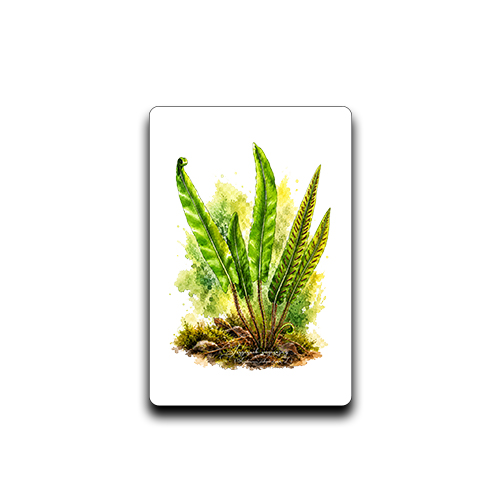 Języcznik zwyczajny /Asplenium scolopendrium/ - prezent dla botanika, prezent dla florysty, miłośnika roślin - Magnes