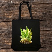 Języcznik zwyczajny /Asplenium scolopendrium/ - prezent dla botanika, prezent dla florysty, miłośnika roślin - Torba naturalna