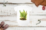 Języcznik zwyczajny /Asplenium scolopendrium/ - prezent dla botanika, prezent dla florysty, miłośnika roślin - Body