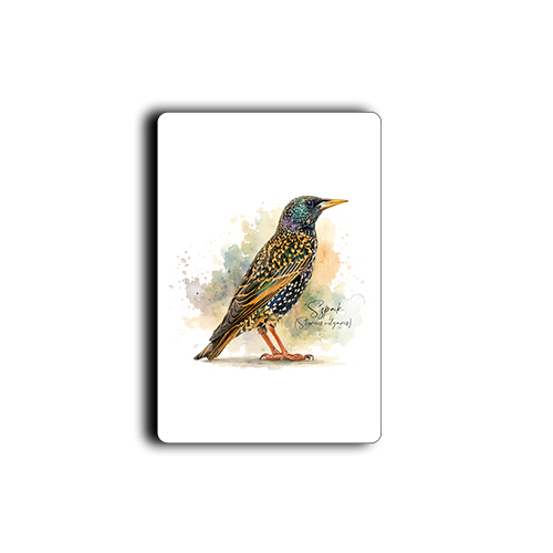 Szpak /Sturnus vulgaris/ - prezent dla ornitologa - Magnes