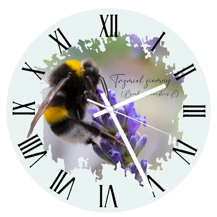 Szklany zegar z trzmielem ziemnym (Bombus terrestris) - autorska grafika Pauliny Strejczek-Jaźwińskiej. Średnica 20 cm, białe metalowe wskazówki. Kolekcja Trzmiele, Człowiek z Lasu.
