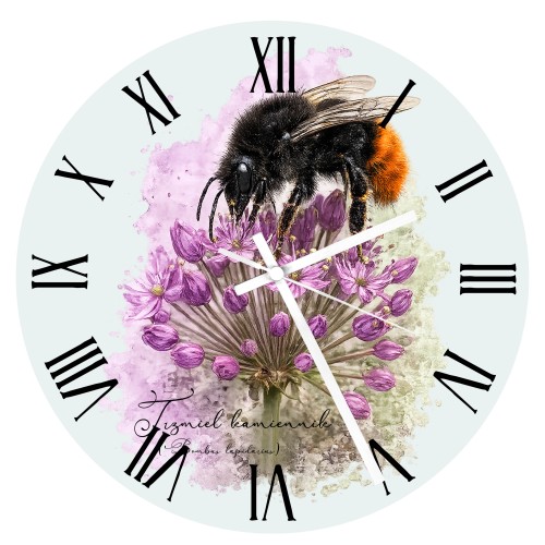 Szklany zegar z trzmielem kamiennikiem (Bombus lapidarius) - autorska grafika Pauliny Strejczek-Jaźwińskiej. Średnica 30 cm, białe metalowe wskazówki. Kolekcja Trzmiele, Człowiek z Lasu.