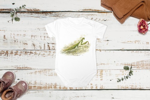 Modliszka zwyczajna /Mantis religiosa/ - Body - Bodziak