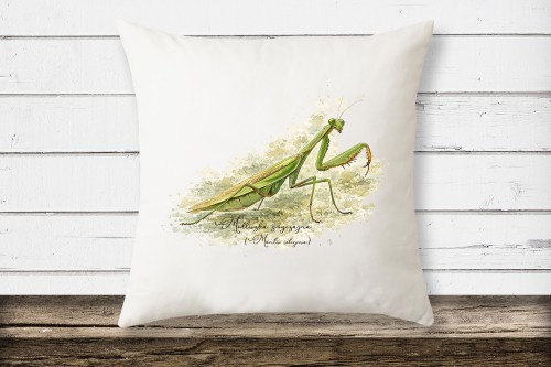 Biała poduszka z mikrofibry z modliszką zwyczajną (Mantis religiosa) - autorska grafika Pauliny Strejczek-Jaźwińskiej. Rozmiar 39x39 cm, wypełnienie ze sztucznego puchu. Kolekcja Modliszka, Człowiek z Lasu.