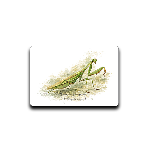 Modliszka zwyczajna /Mantis religiosa/ - prezent dla entomologa - Magnes