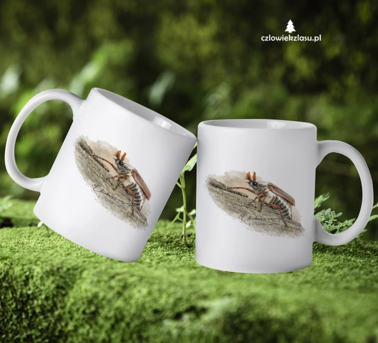Chrabąszcz majowy /Melolontha melolontha/ - prezent dla Entomologa - kubek ceramiczny