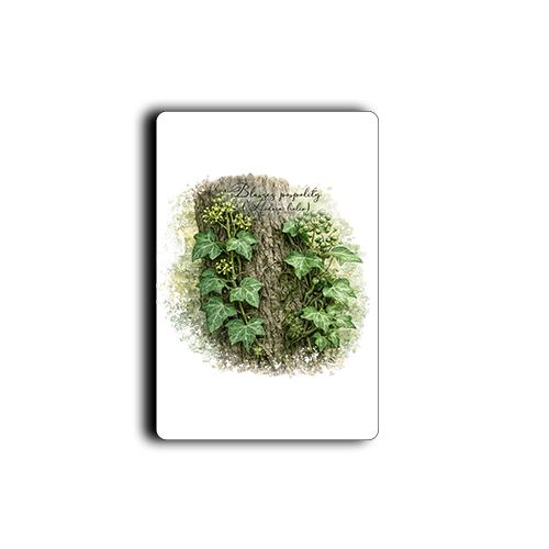 Bluszcz pospolity /Hedera helix/ - prezent dla botanika, prezent dla florysty, miłośnika roślin - Magnes
