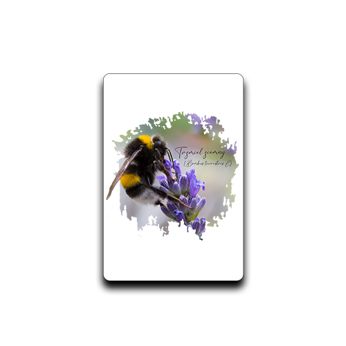 Magnes z trzmielem ziemnym (Bombus terrestris) - autorska grafika Pauliny Strejczek-Jaźwińskiej. Prostokątna ramka MDF 7,5x5 cm, nadruk sublimacyjny. Kolekcja Trzmiele, Człowiek z Lasu.